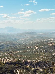 A panoramic view of olive groves stretching across rolling hills under a bright blue sky.